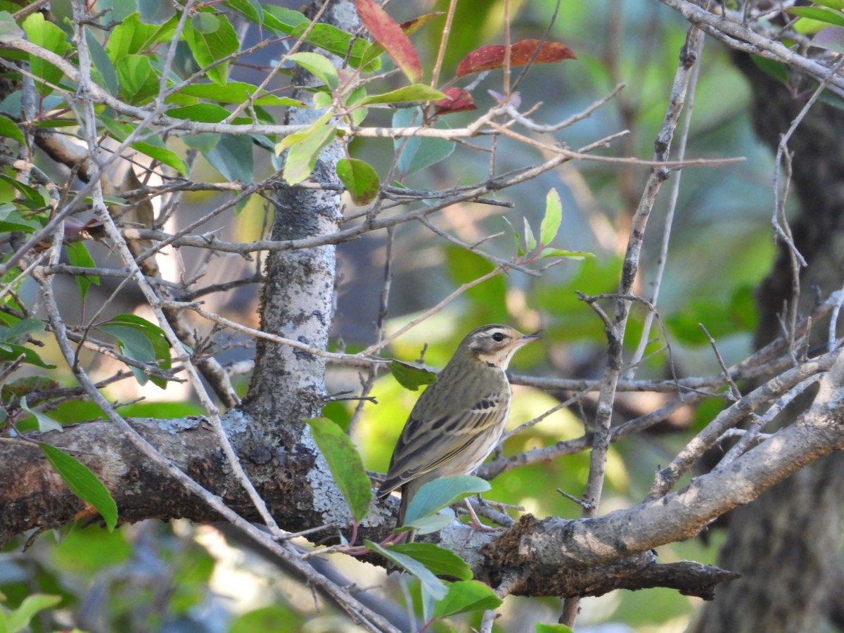 Pipit à dos olive - ML647168735