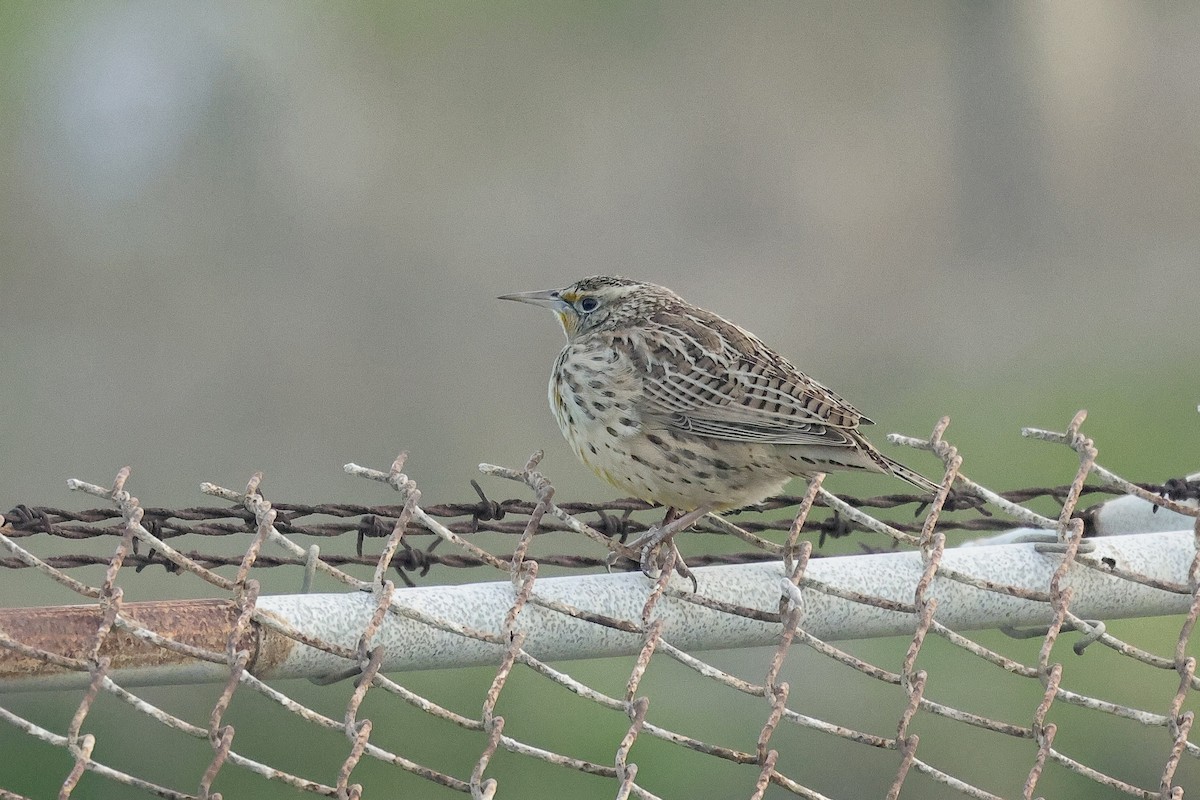Western Meadowlark - ML647168739