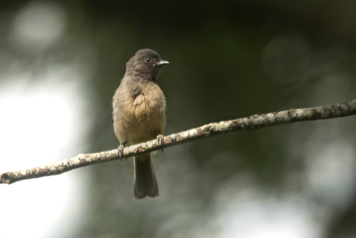 Rufous-bellied Tit (Cinnamon-breasted) - ML647168740