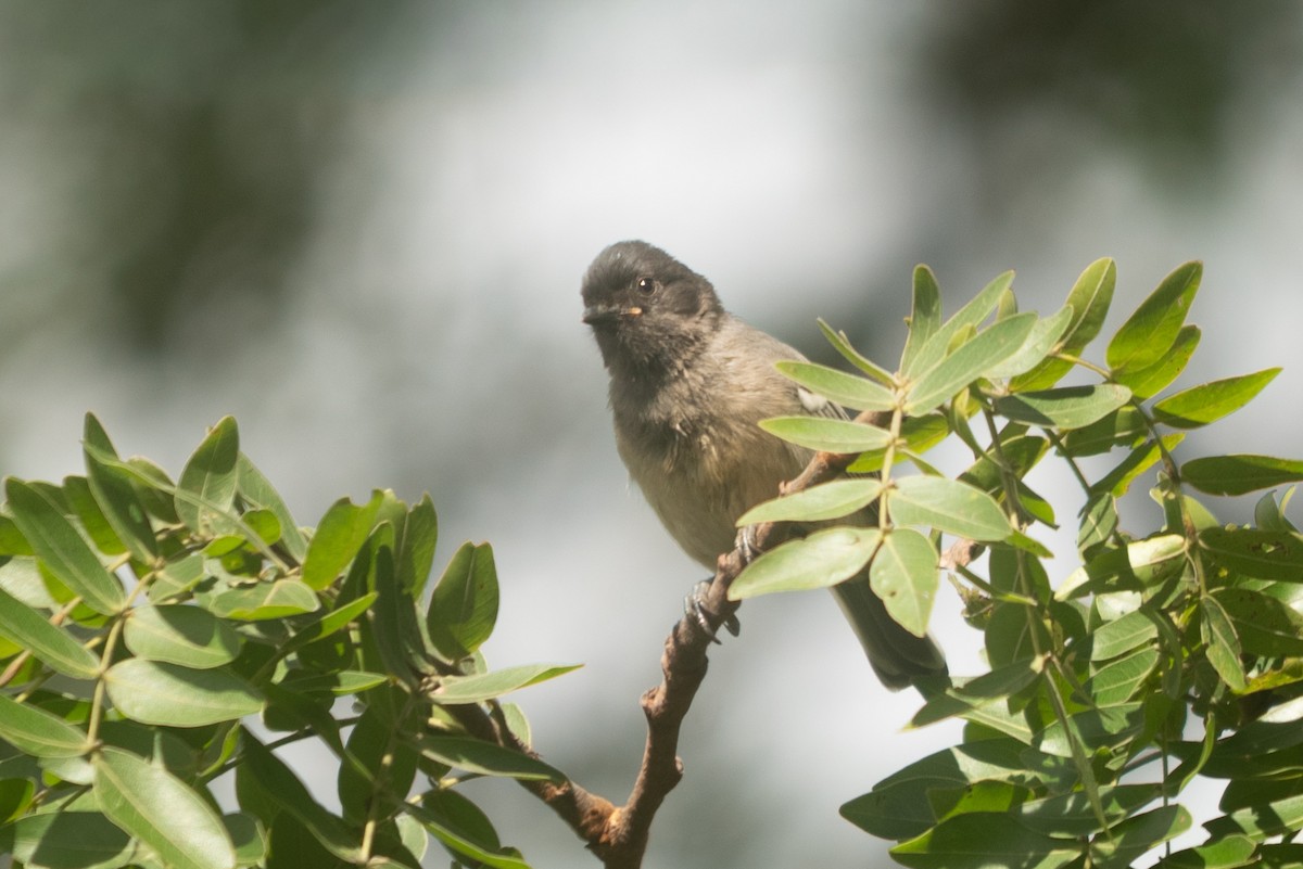 Rufous-bellied Tit (Cinnamon-breasted) - ML647168741