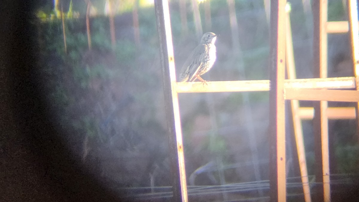 ヤドリギツグミ - ML647168759