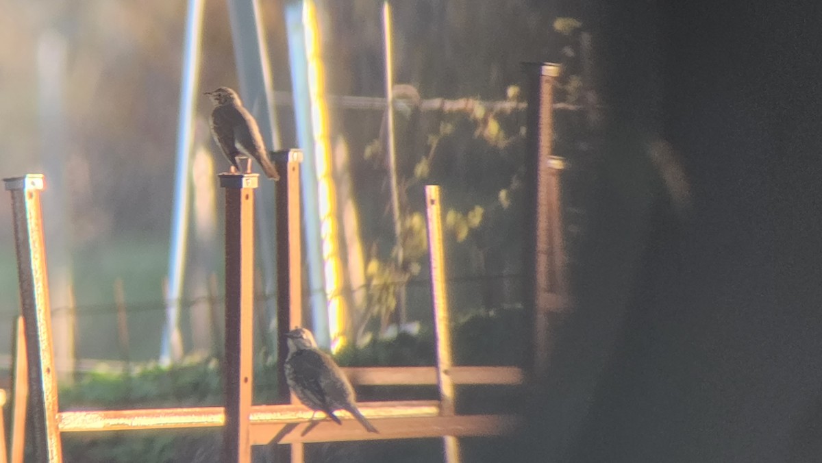 ヤドリギツグミ - ML647168760