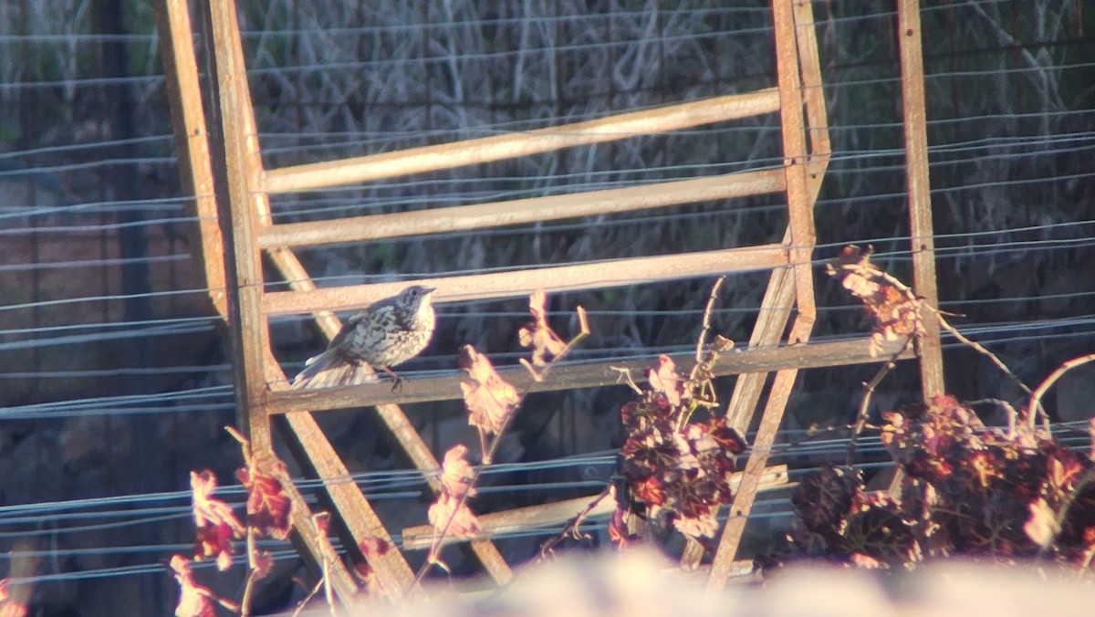 ヤドリギツグミ - ML647168761