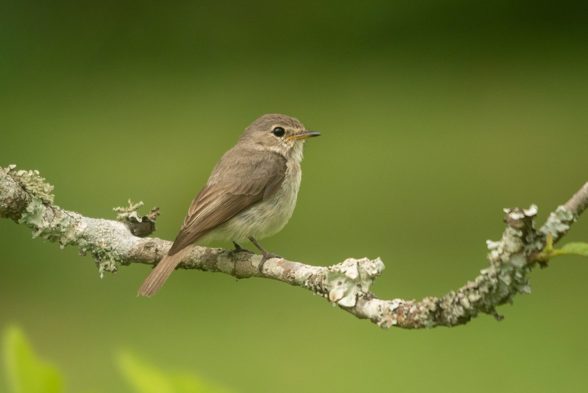 African Dusky Flycatcher - ML647168785