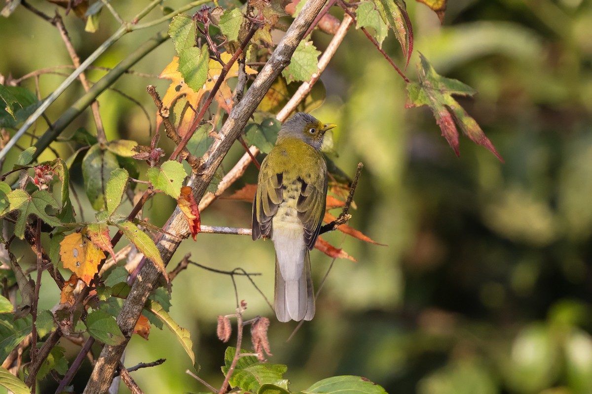 Gray-headed Bulbul - ML647168799