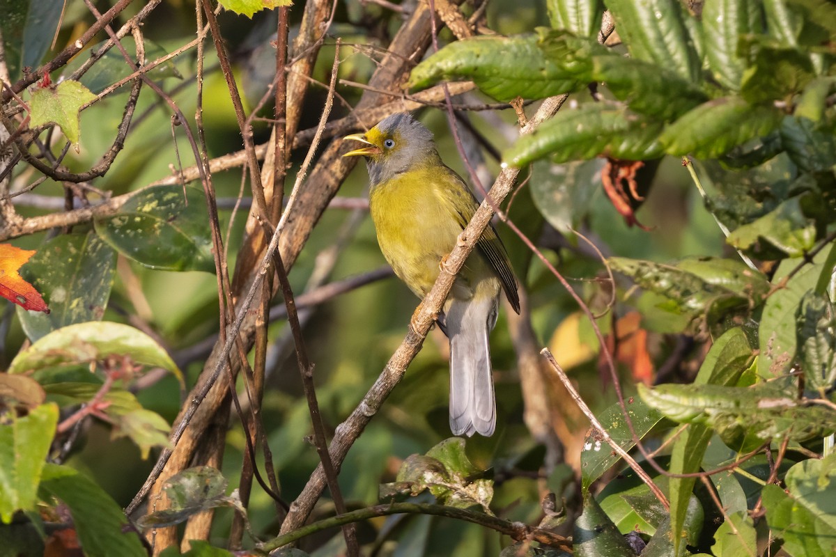 Gray-headed Bulbul - ML647168800