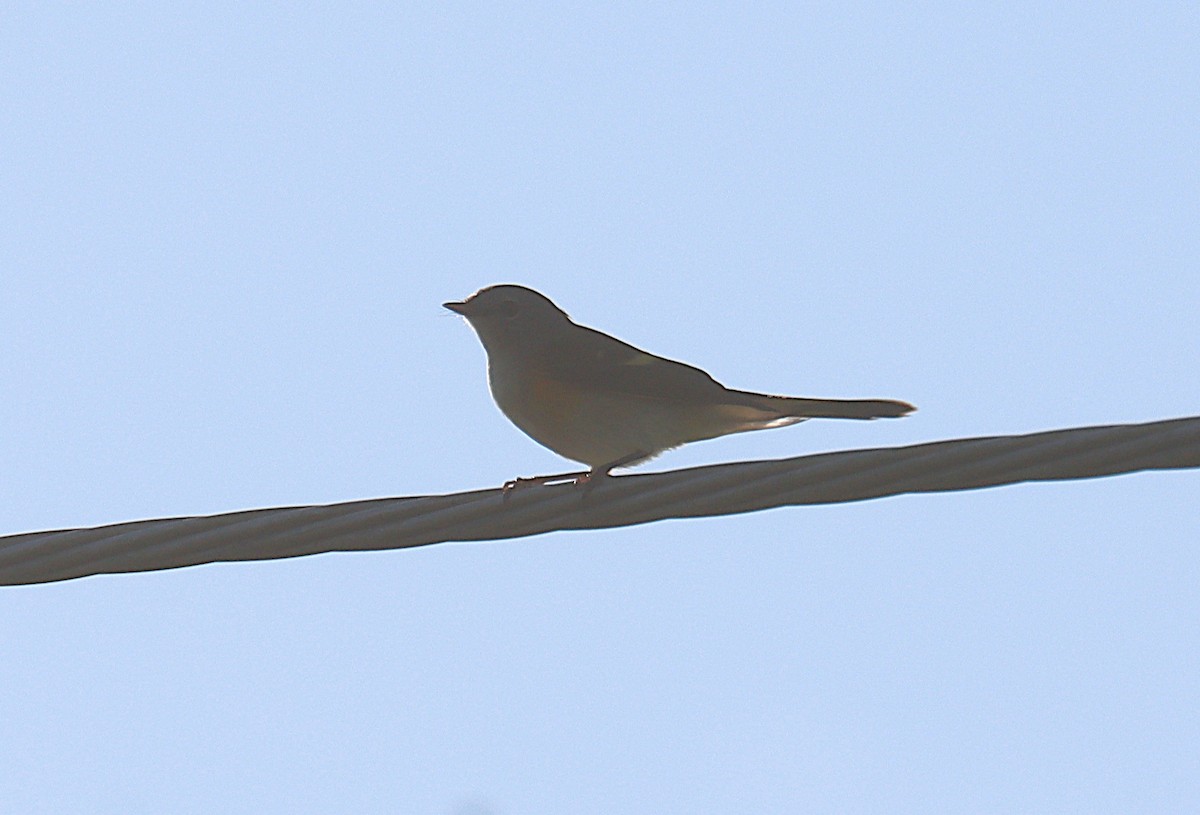 Cuban Vireo - ML647168823