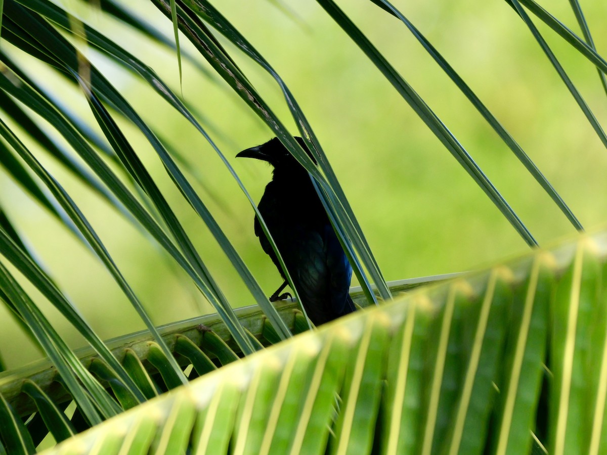 Palawan Drongo - ML647168831