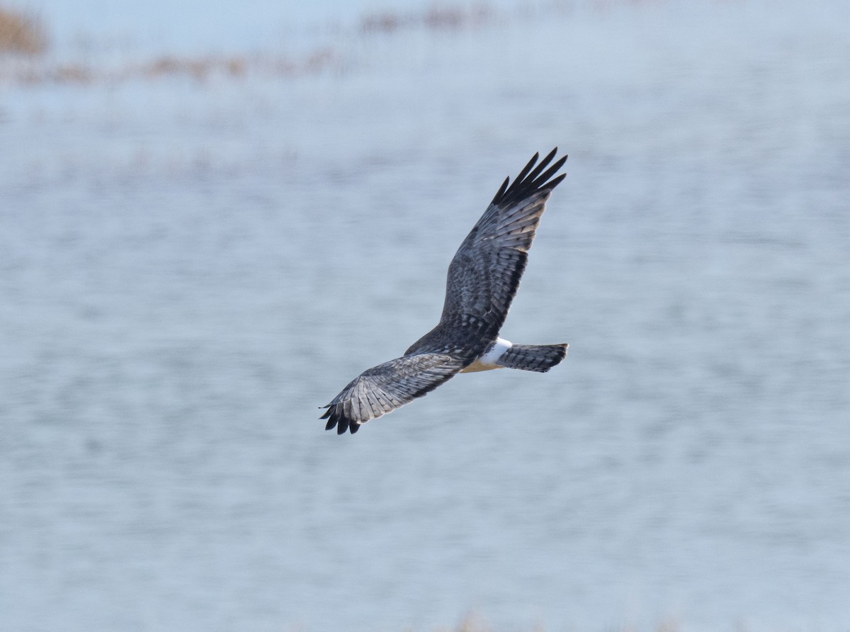 Northern Harrier - ML647168840