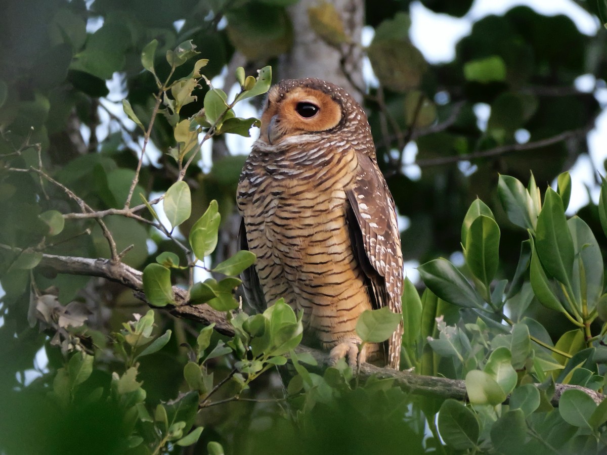 Spotted Wood-Owl - ML647168841