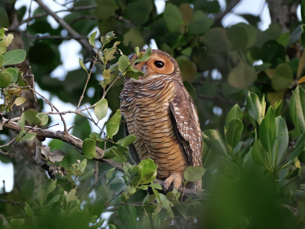 Spotted Wood-Owl - ML647168842