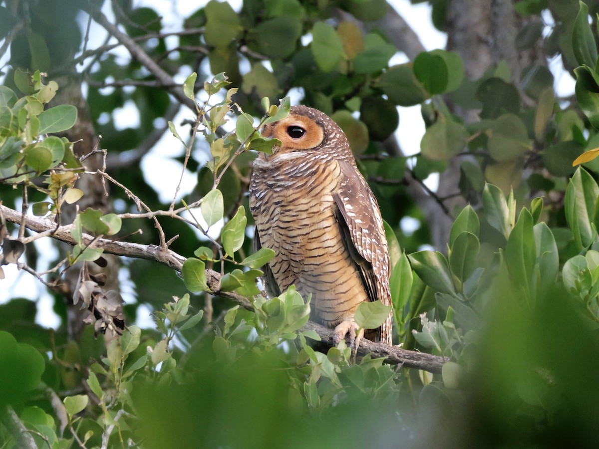 Spotted Wood-Owl - ML647168843