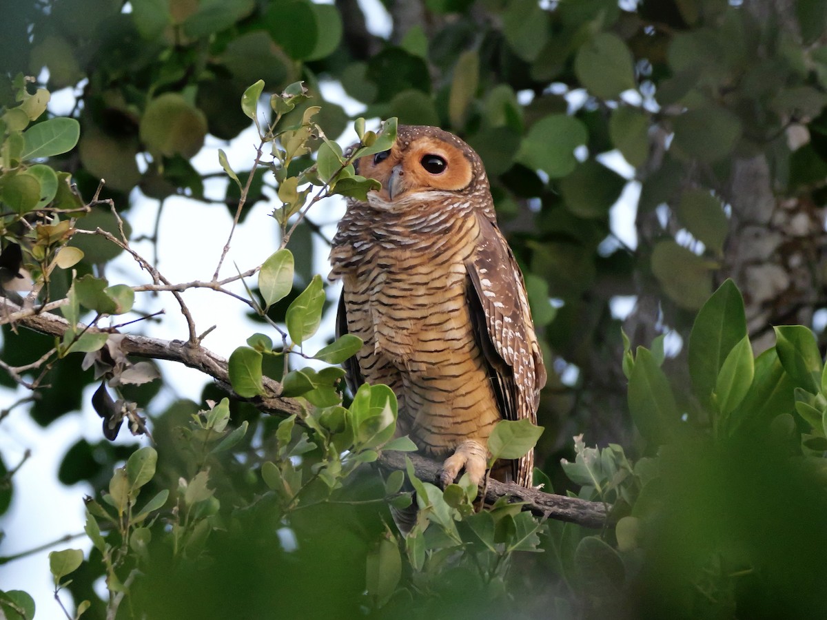 Spotted Wood-Owl - ML647168844