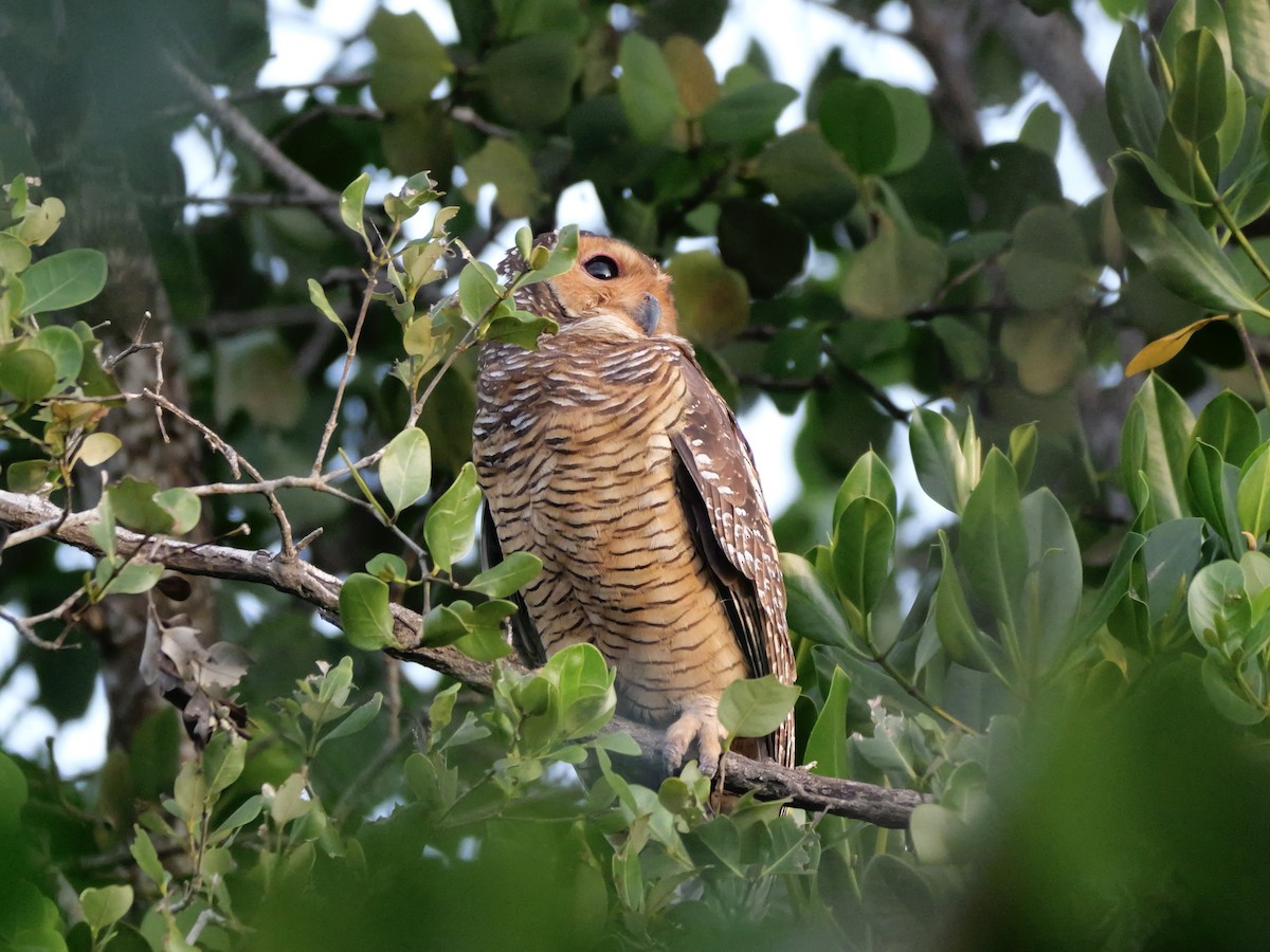 Spotted Wood-Owl - ML647168845