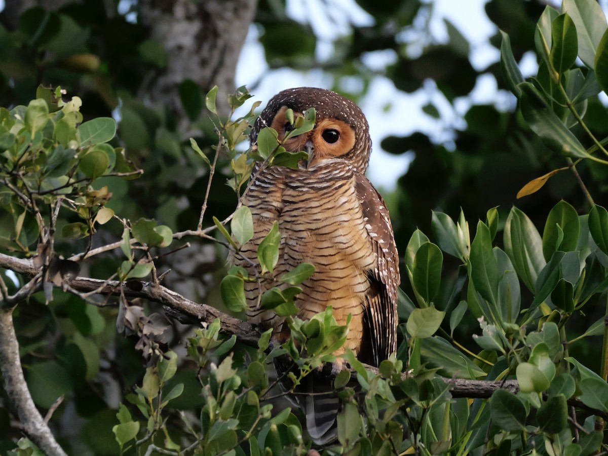 Spotted Wood-Owl - ML647168846