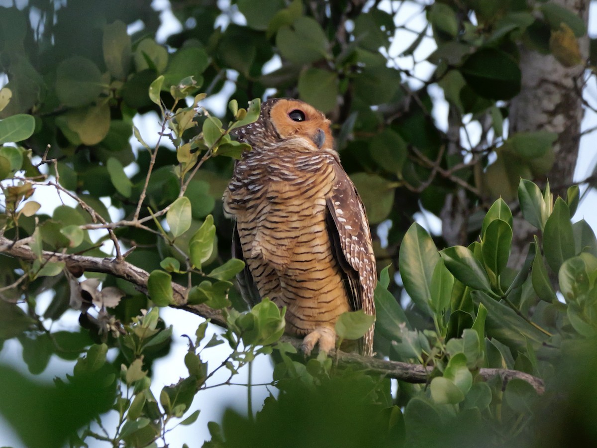 Spotted Wood-Owl - ML647168847