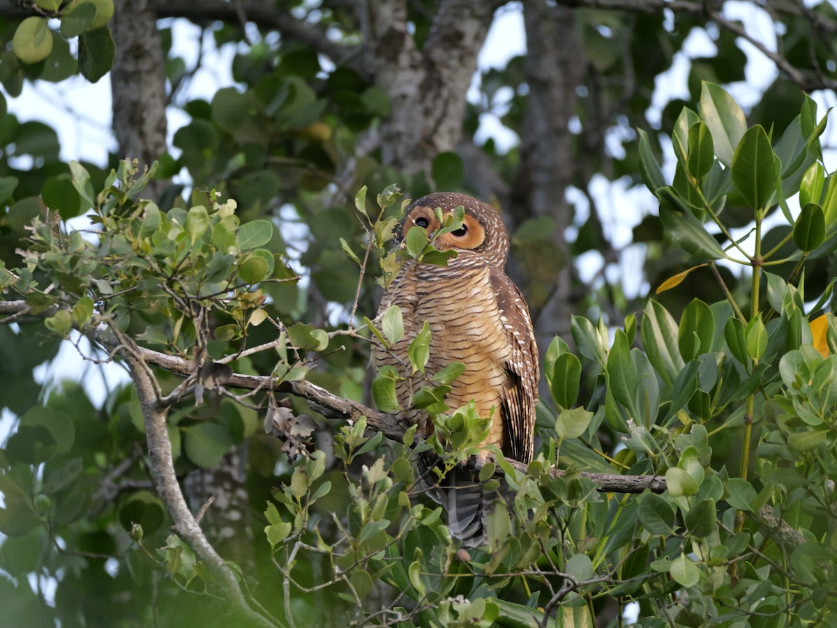 Spotted Wood-Owl - ML647168848