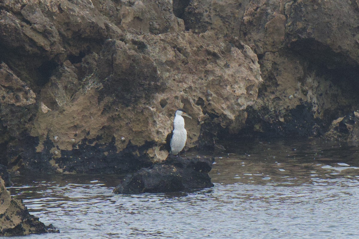 Pied Cormorant - ML647168849