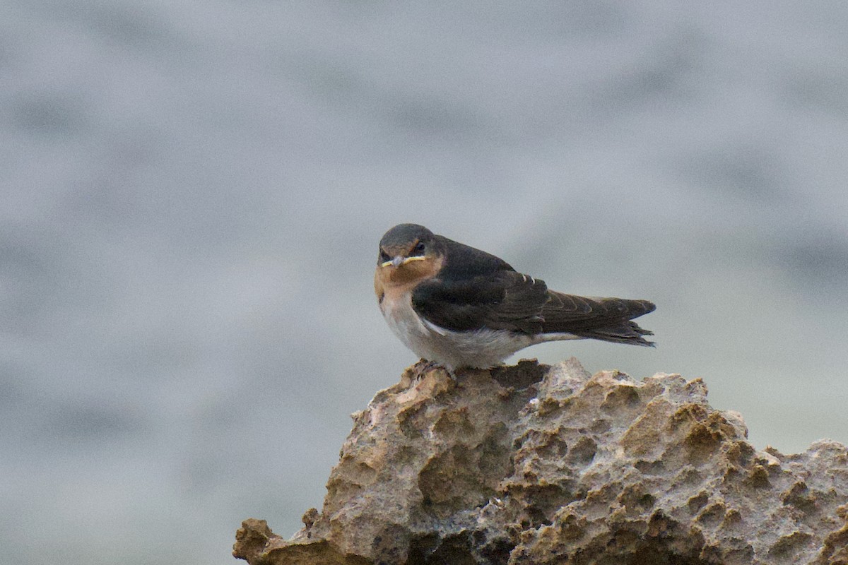 Welcome Swallow - ML647168850