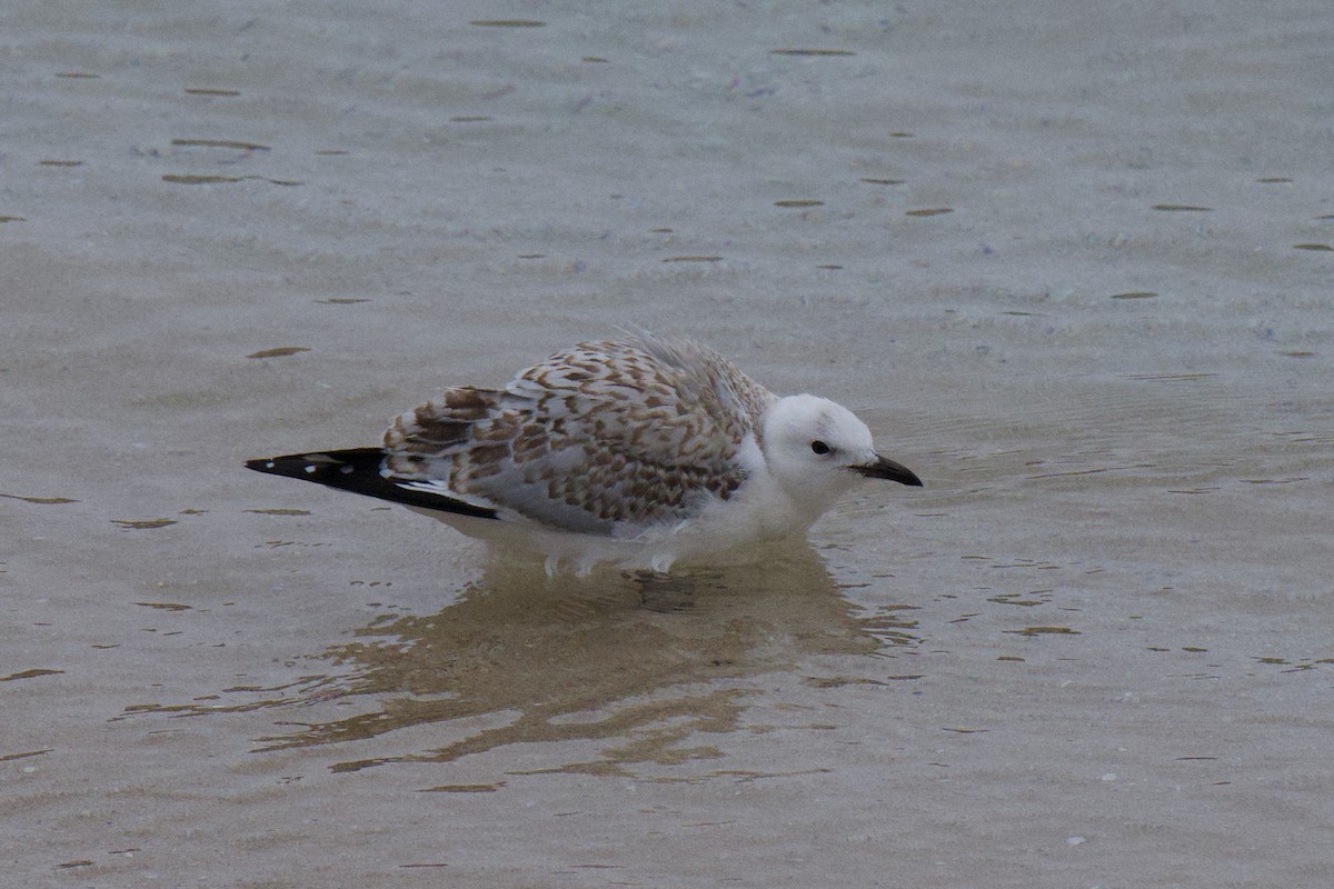 紐澳紅嘴鷗 - ML647168851