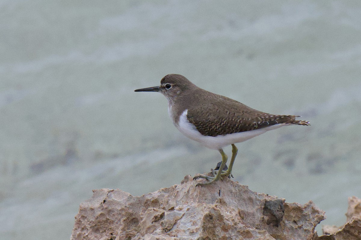 磯鷸 - ML647168852