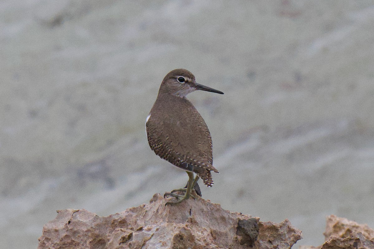 磯鷸 - ML647168853