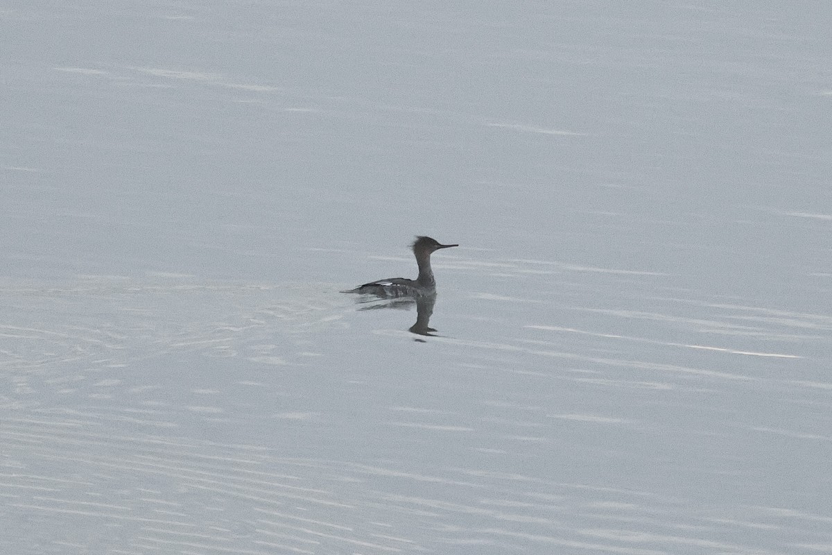 紅胸秋沙 - ML647168854