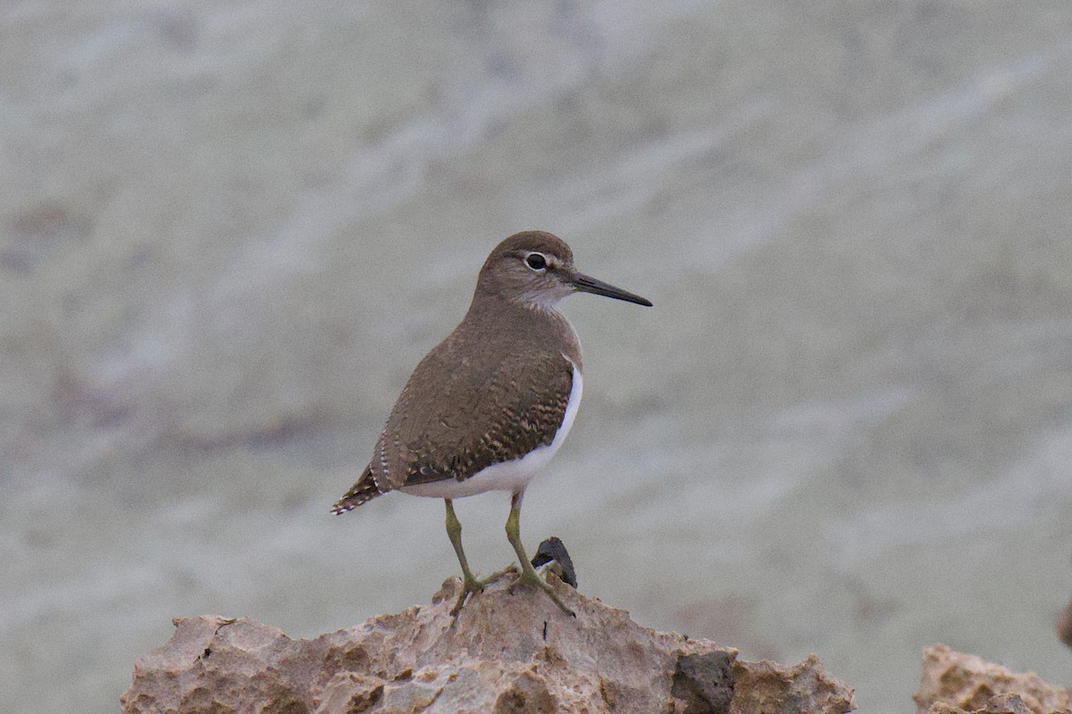 磯鷸 - ML647168855