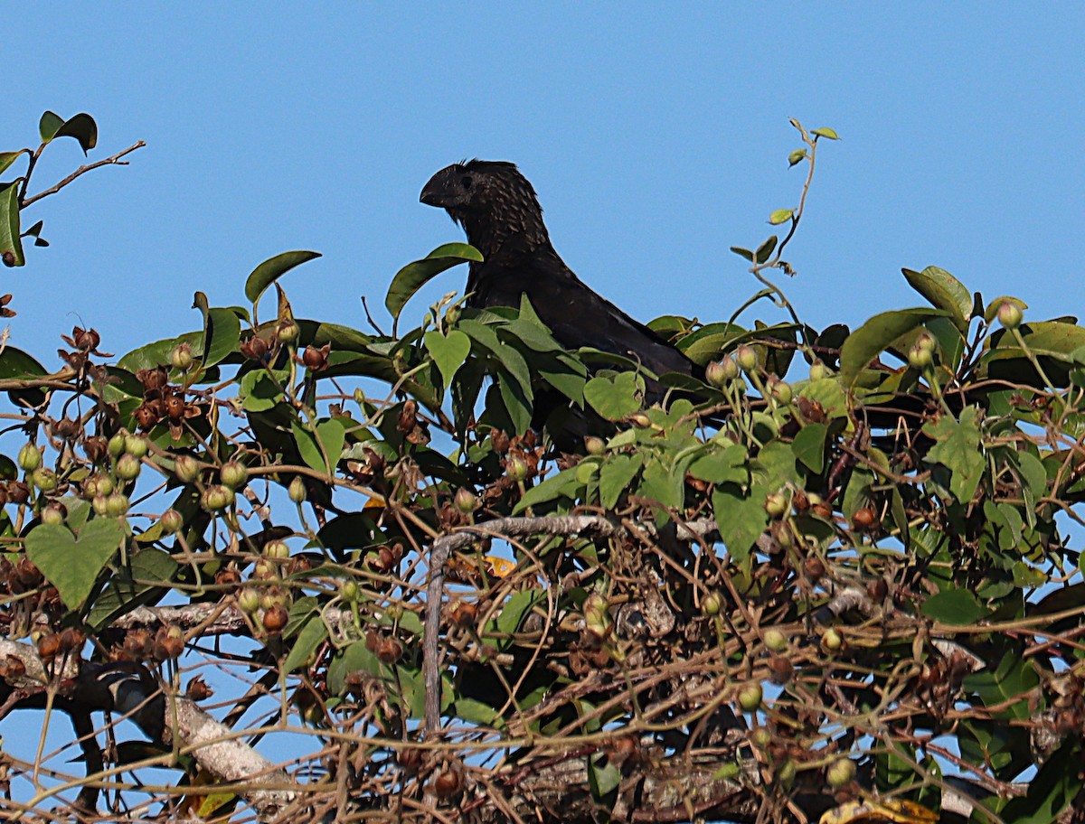 Smooth-billed Ani - ML647168857