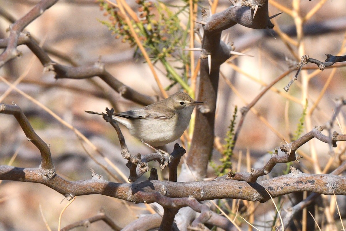Marsh/Common Reed Warbler - ML647168858