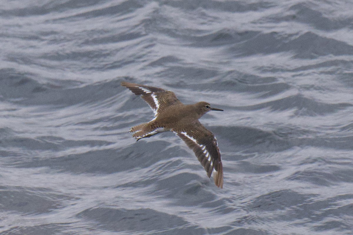 磯鷸 - ML647168859