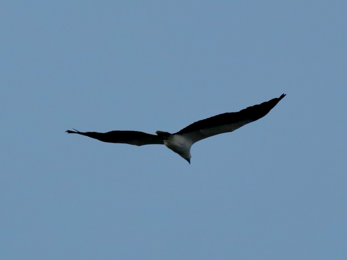 白腹海鵰 - ML647168861