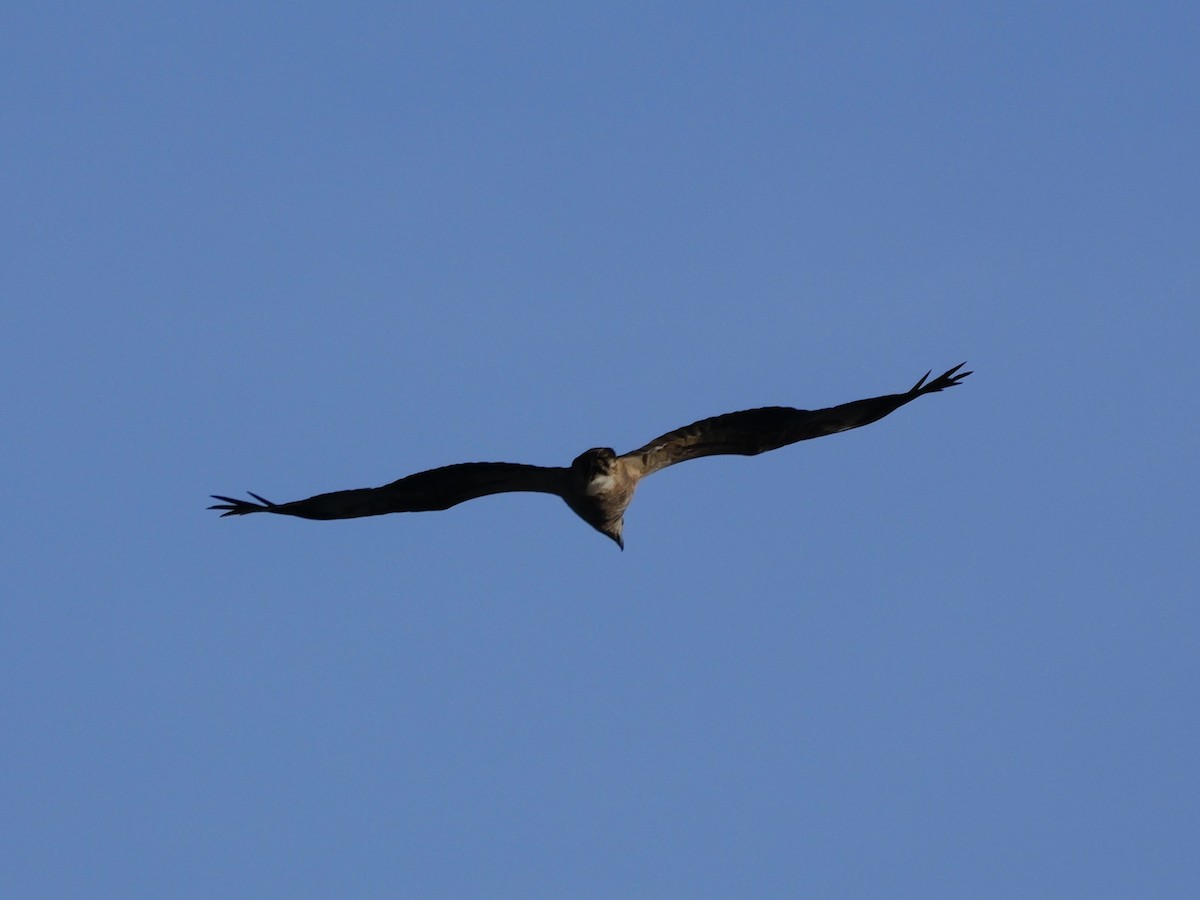 白腹海鵰 - ML647168863