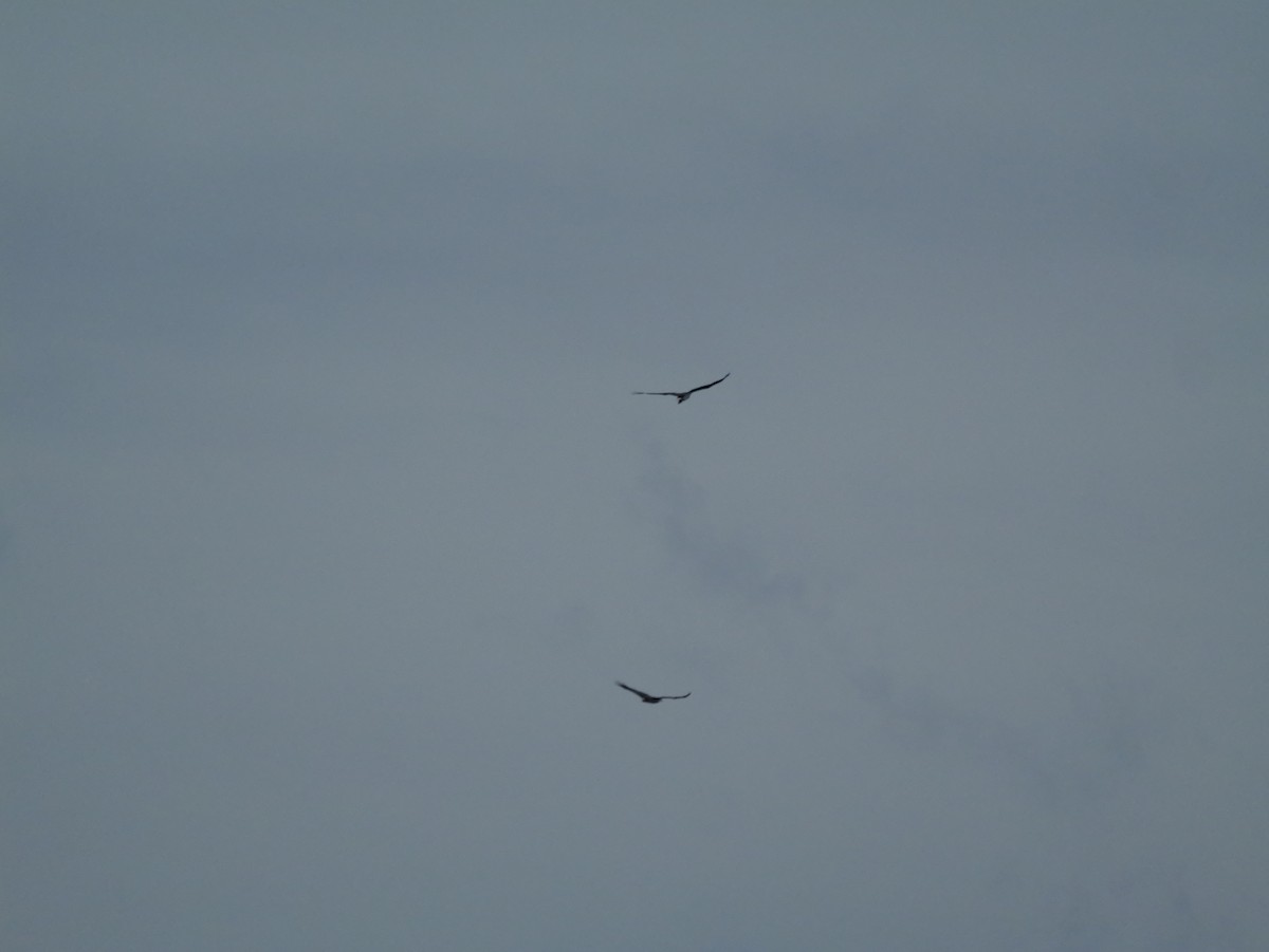 白腹海鵰 - ML647168865