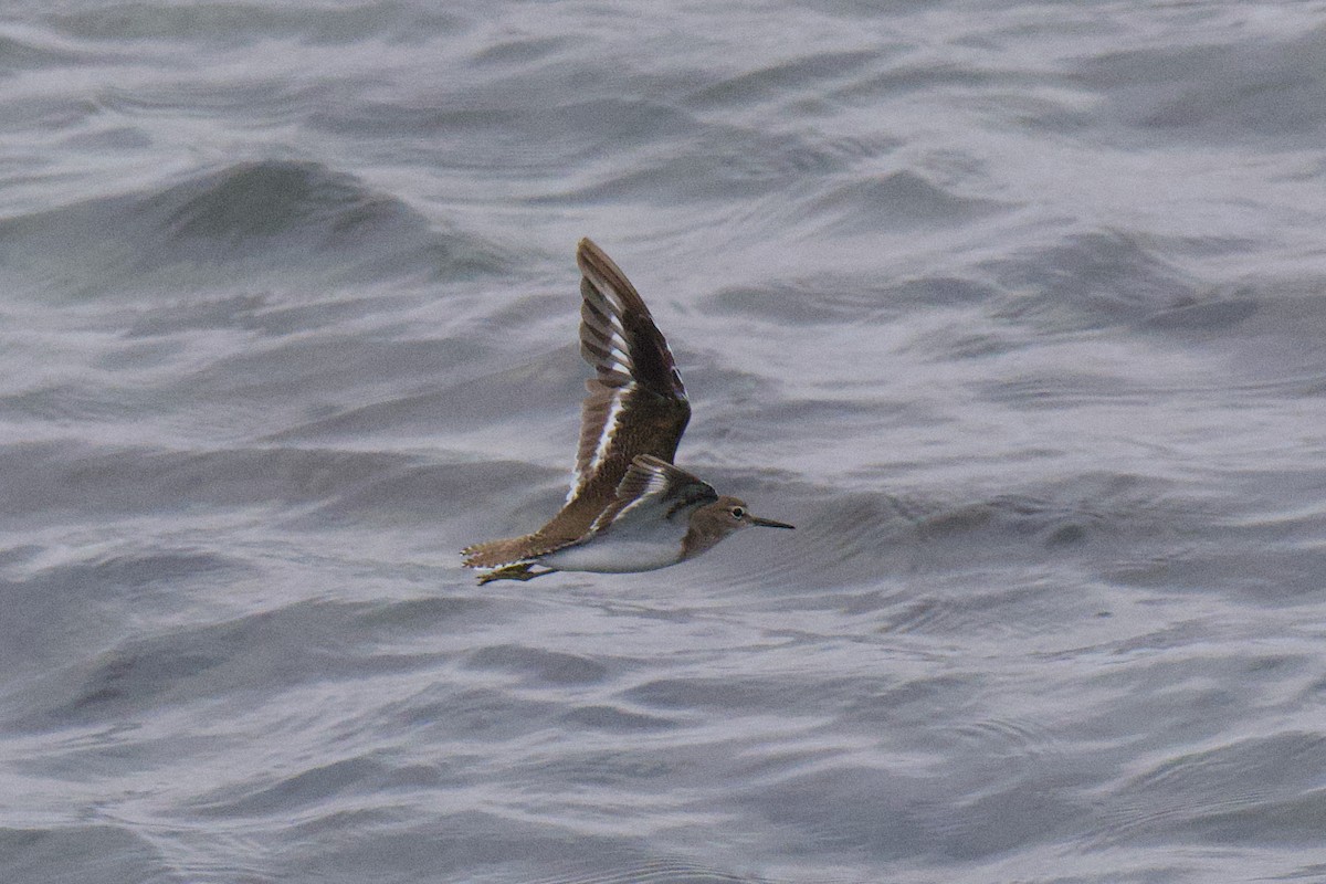 磯鷸 - ML647168866