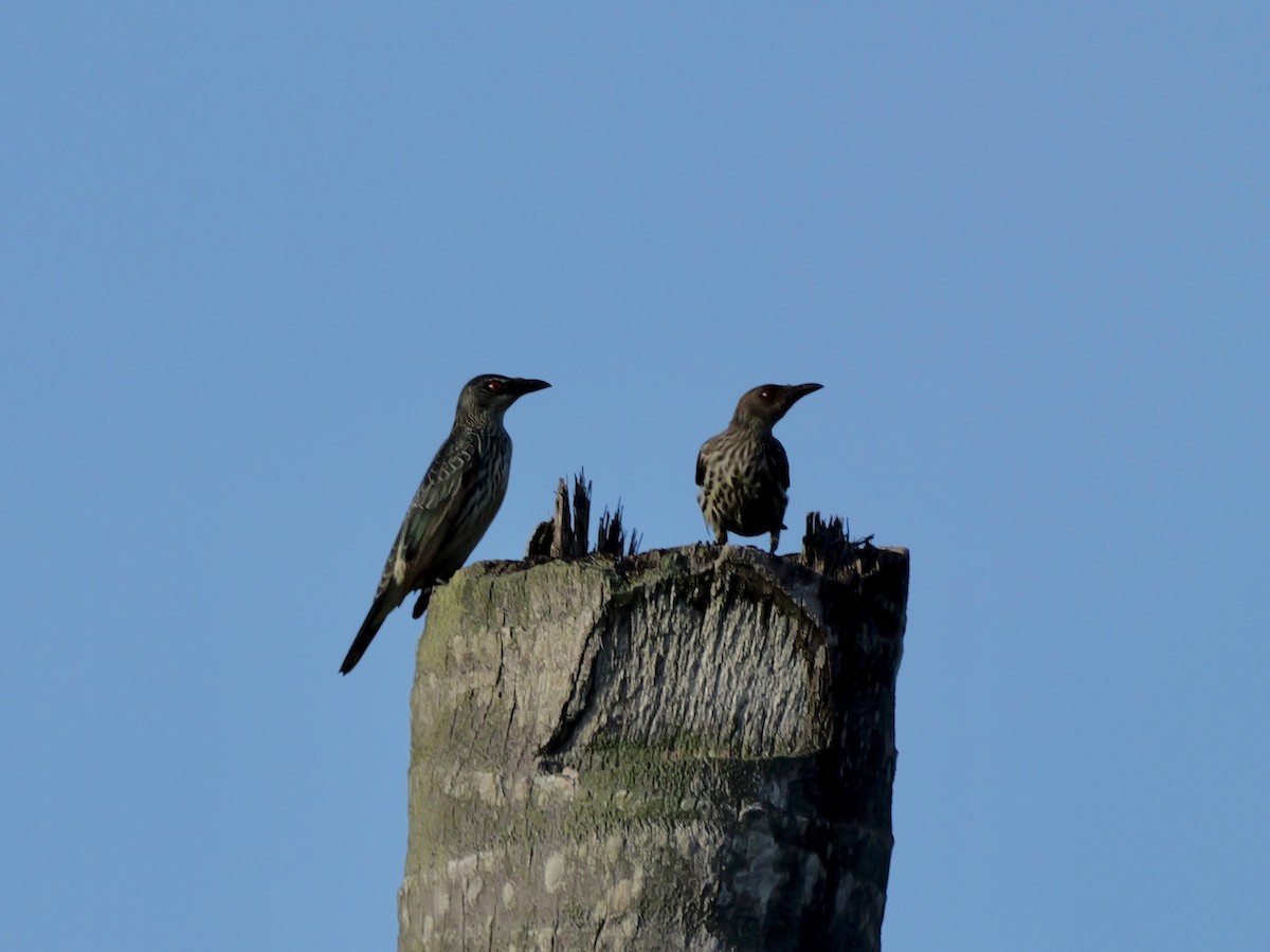 亞洲輝椋鳥 - ML647168869