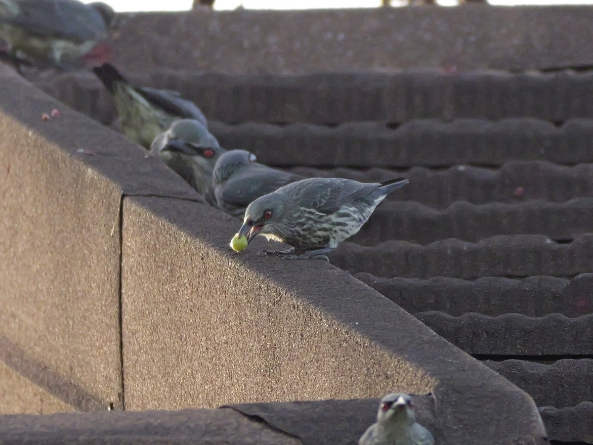 亞洲輝椋鳥 - ML647168870