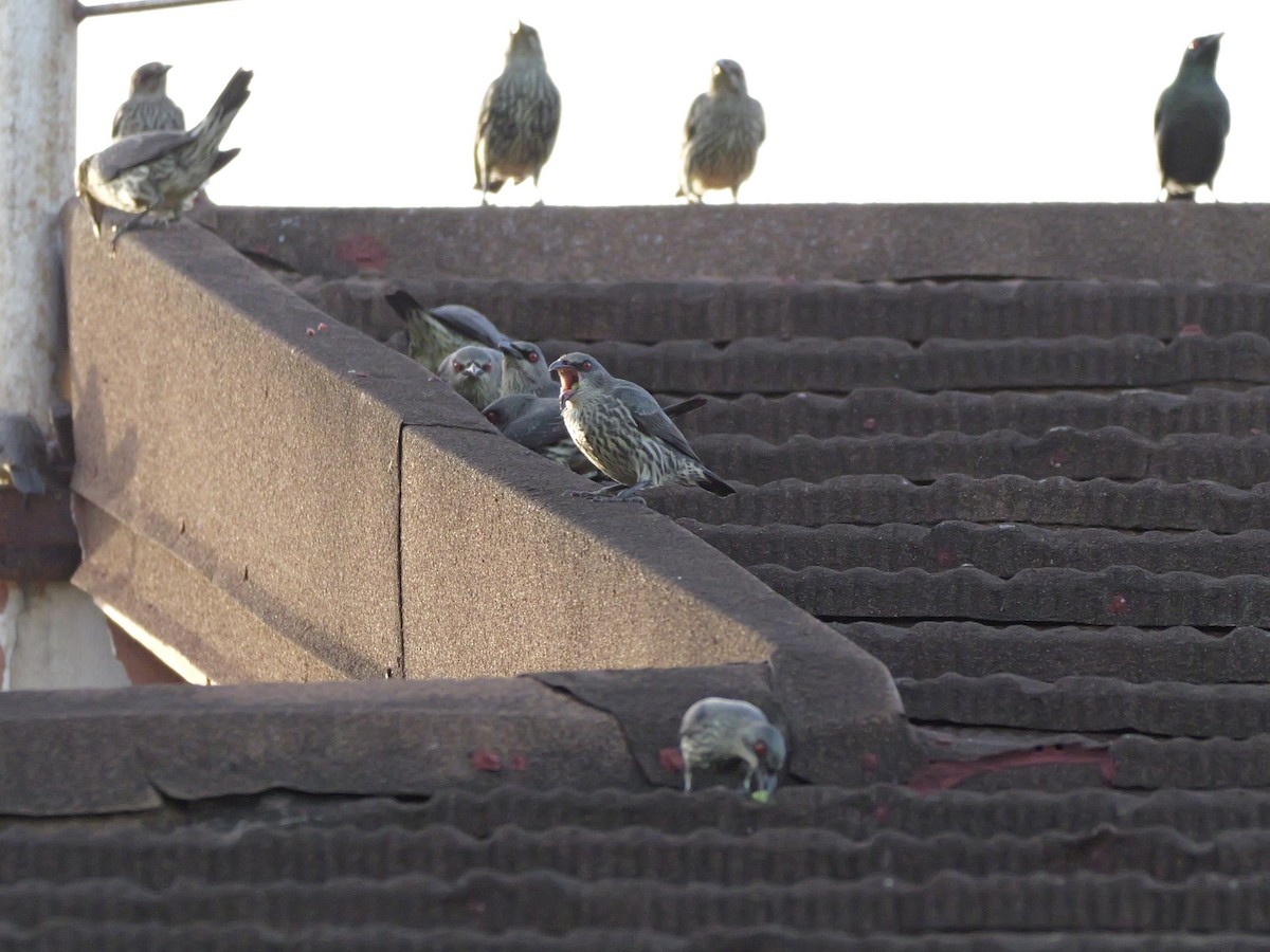 亞洲輝椋鳥 - ML647168871