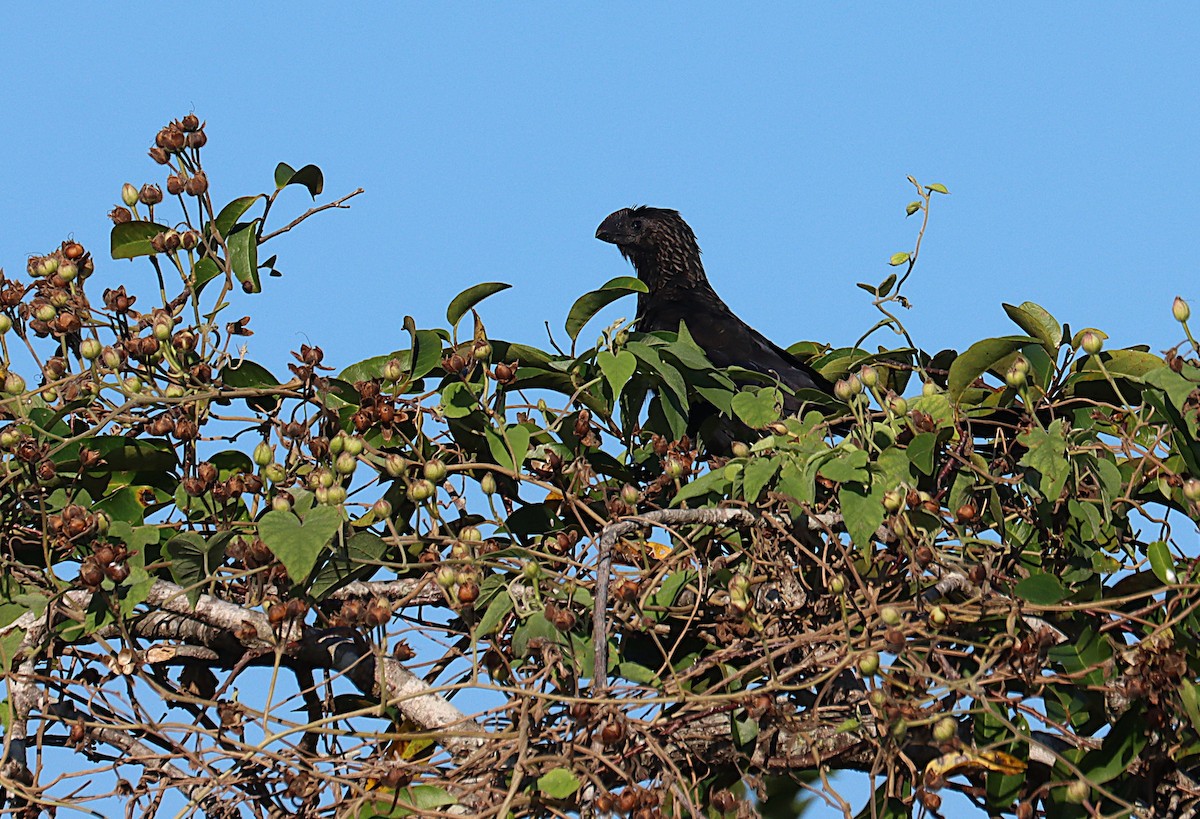 Smooth-billed Ani - ML647168872