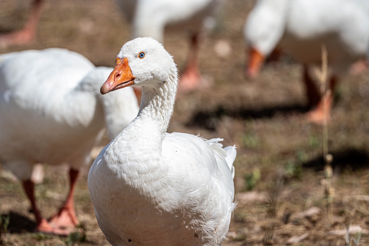 家鵝(馴化) - ML647168874