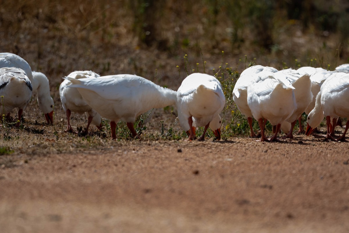 家鵝(馴化) - ML647168875
