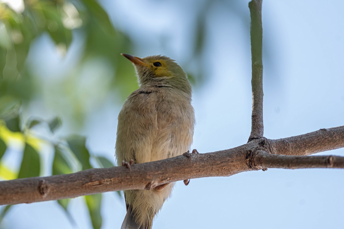 hvitsmykkehonningeter - ML647168876