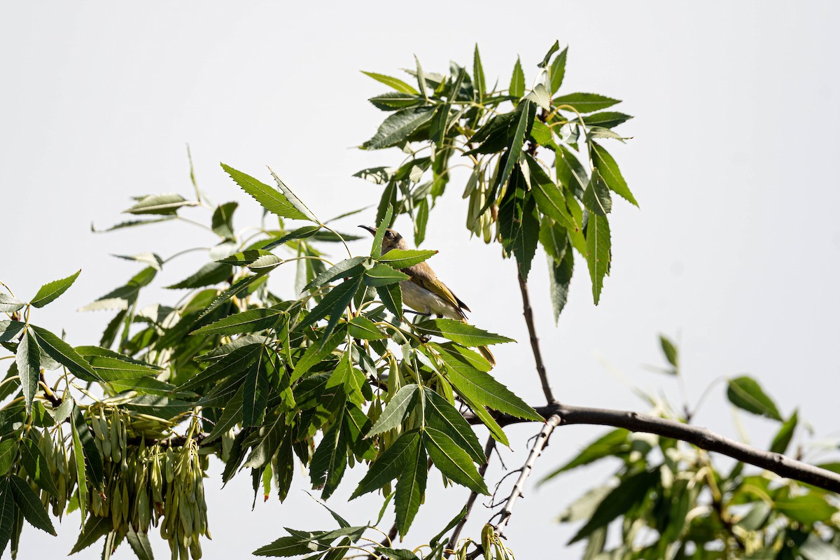 Brown Honeyeater - ML647168878