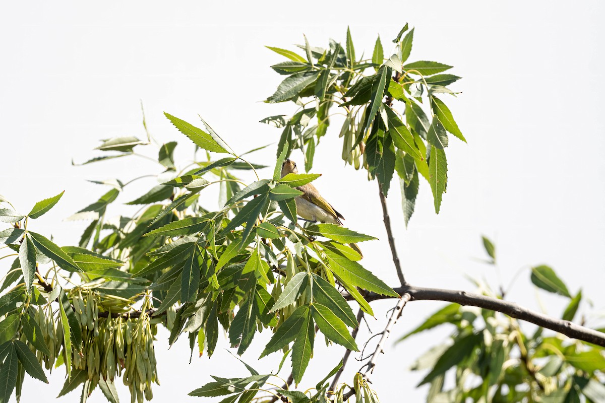 Brown Honeyeater - ML647168879