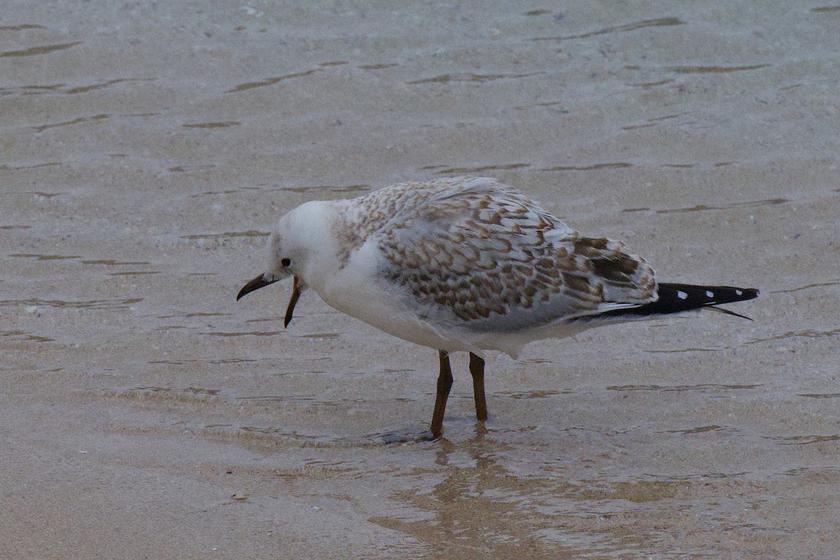 Silver Gull - ML647168881