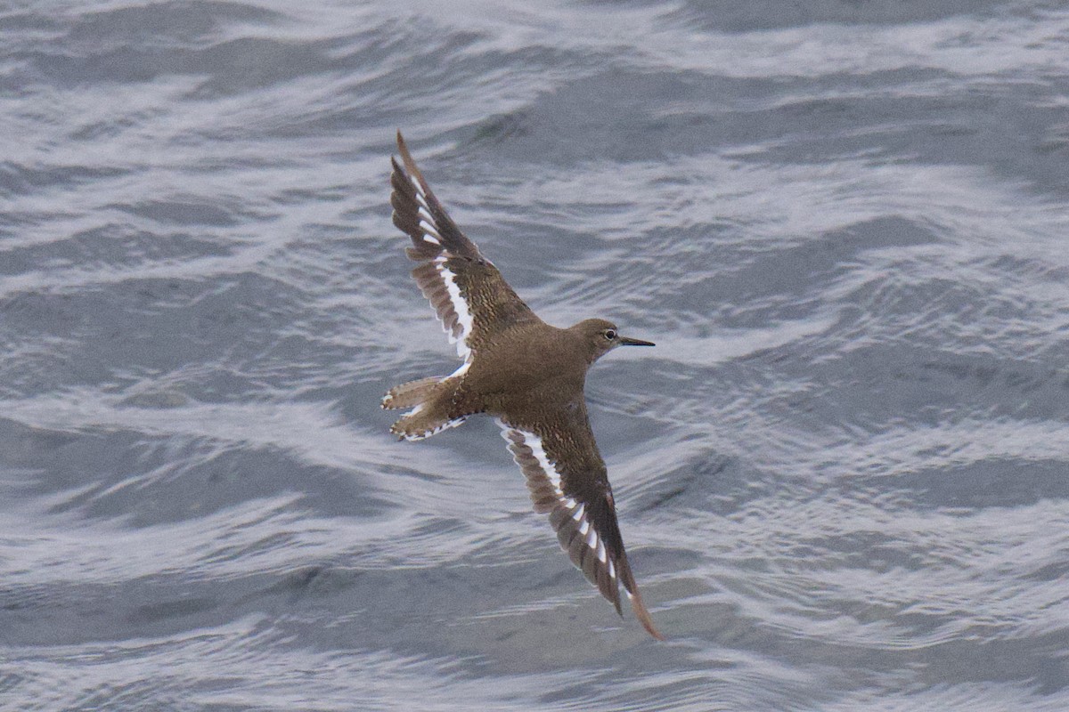 Common Sandpiper - ML647168897