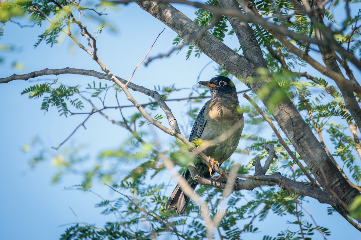 Indian Blackbird - ML647168903