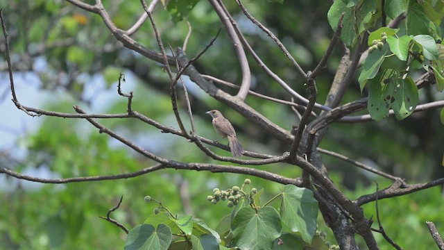 Bıyıklı Otlak Ötleğeni - ML647168913