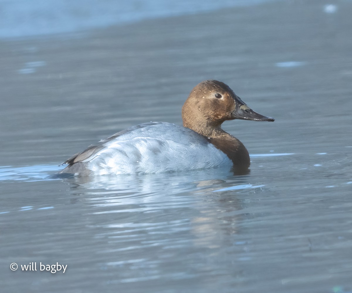 帆背潛鴨 - ML647168922