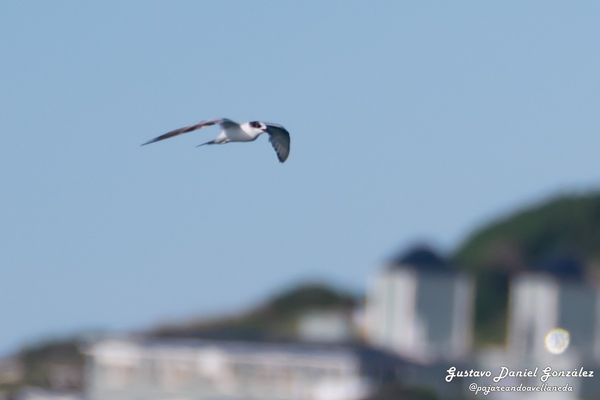 Common Tern - ML647168923